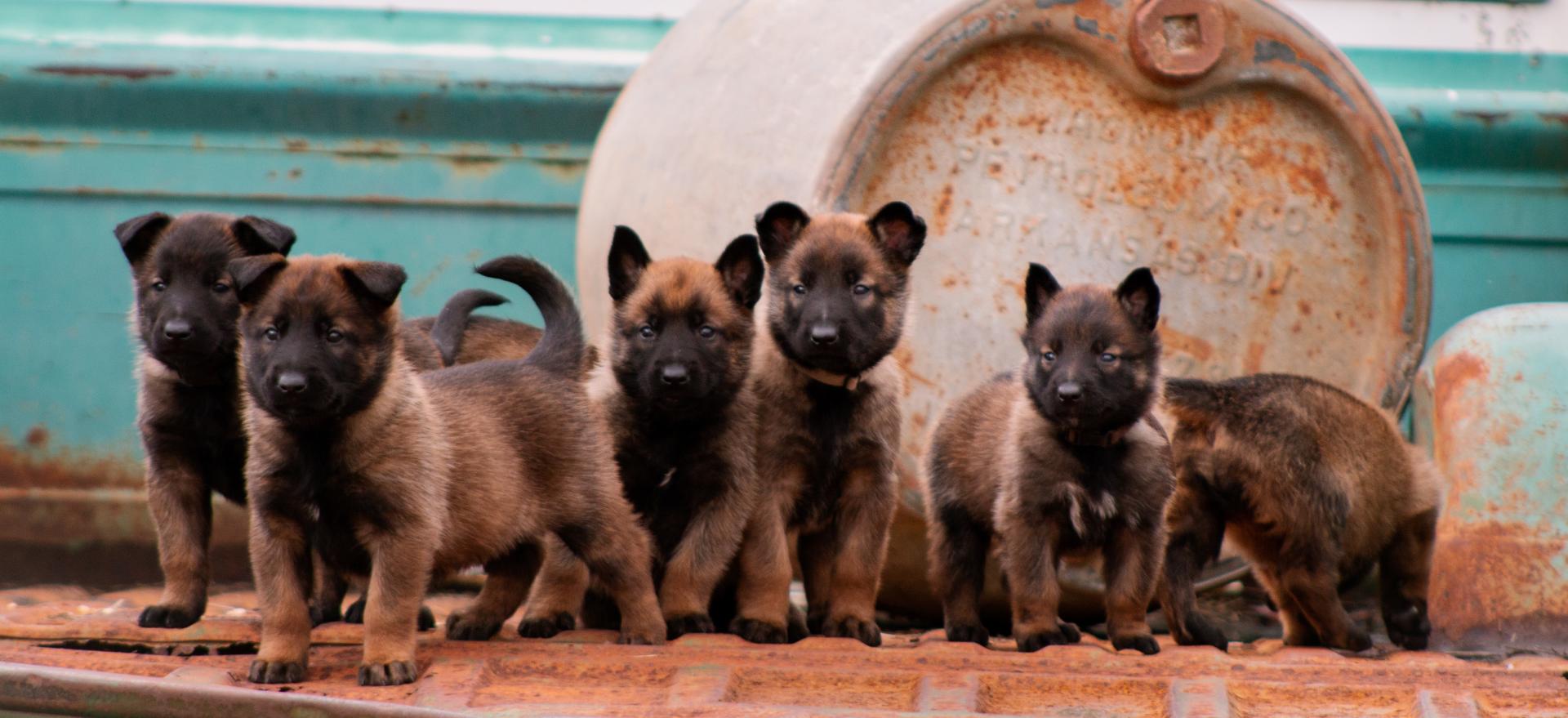 Olympus Kennels in Paragould, AR