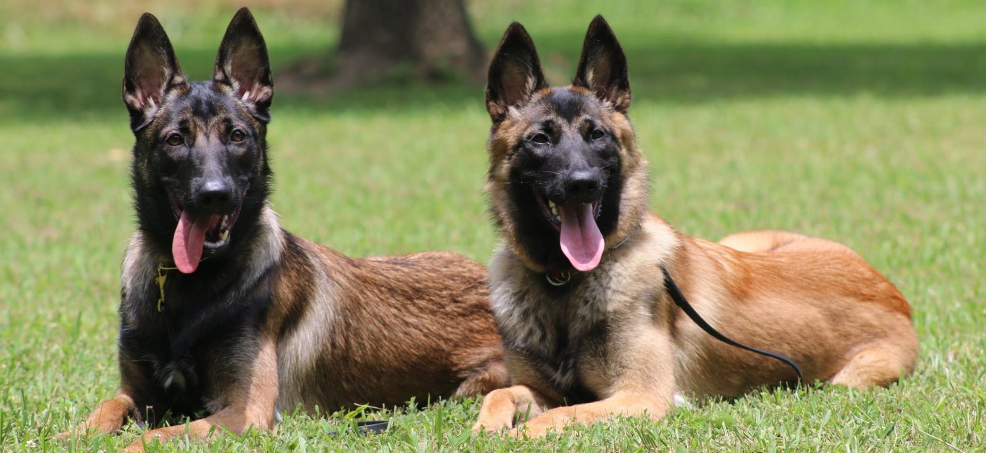 Olympus Kennels in Paragould, AR