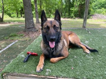 Belgian Malinois protection dog