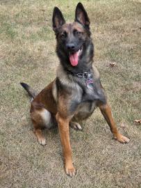 Maverick x Havoc Belgian Malinois.