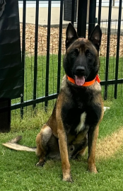 Belgain Malinois. Protection dog. 