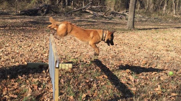 Hera working on the jumps.