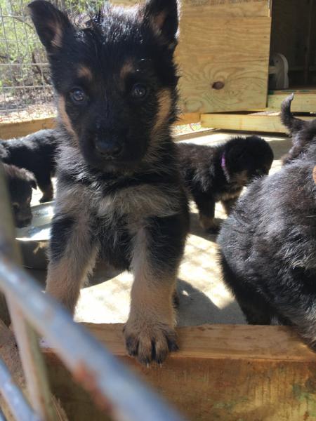 gray belgian malinois puppies for sale