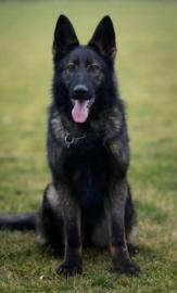 German Shepherd female