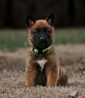 Gia Puppy 