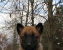 Ares and Athina Belgain Malinois puppy