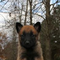 Ares and Athina Belgain Malinois puppy