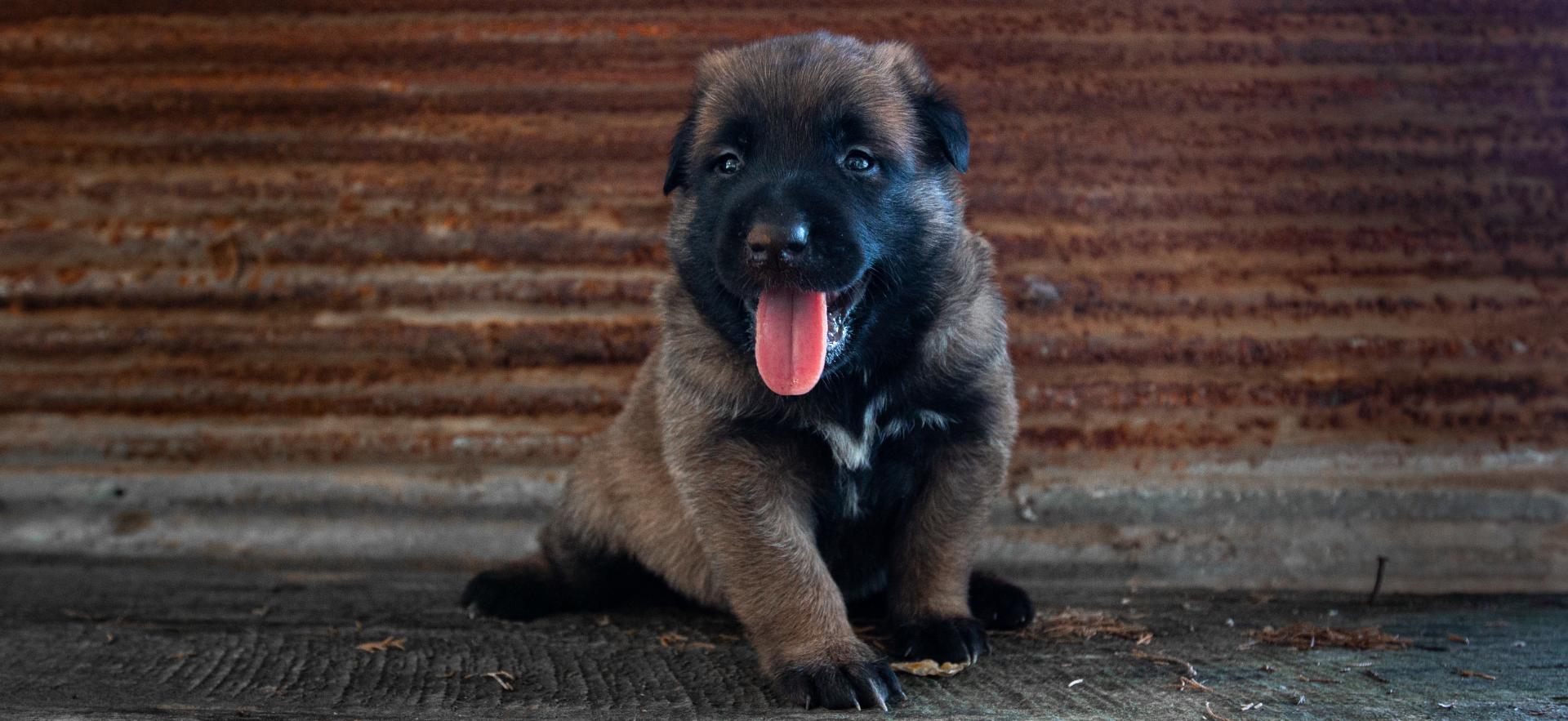 Olympus Kennels in Paragould, AR