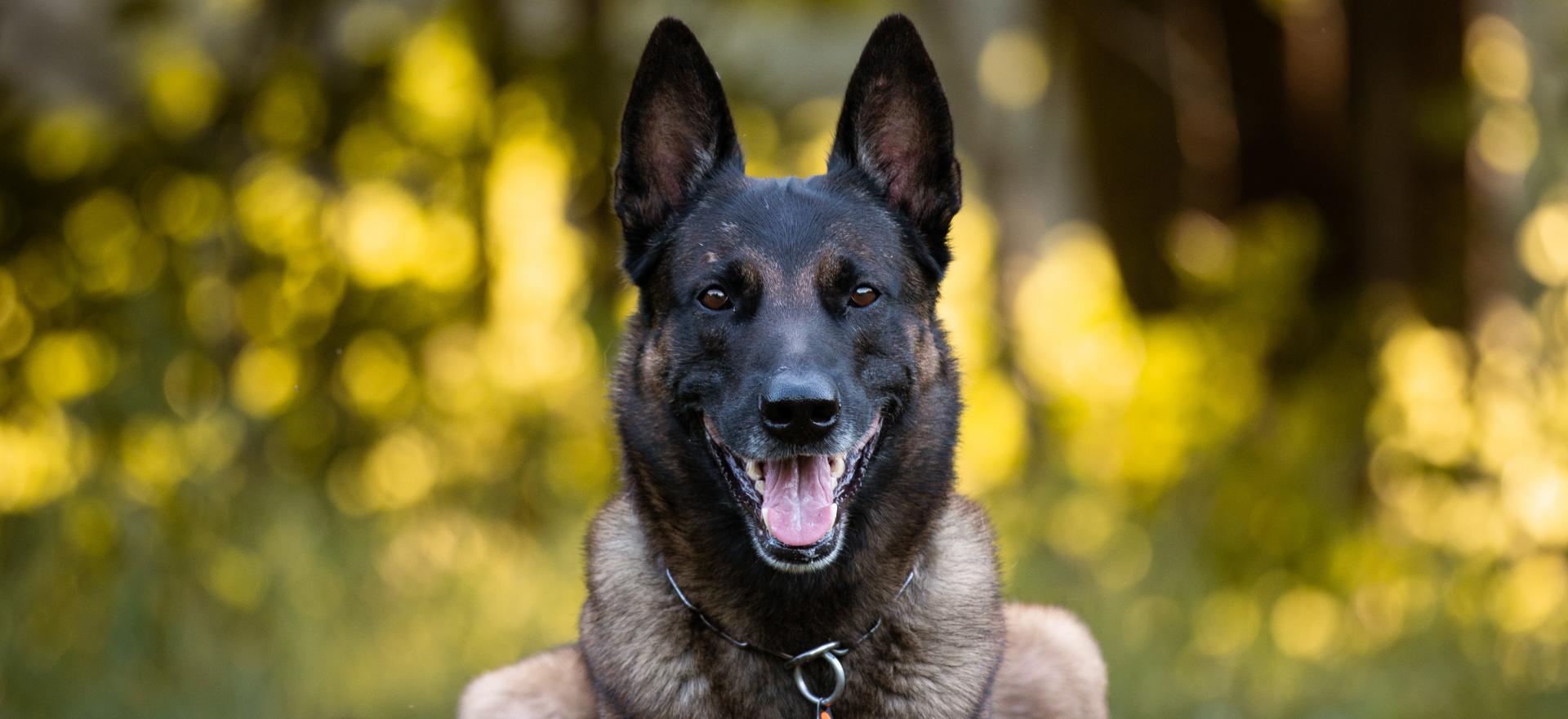 Olympus Kennels in Paragould, AR