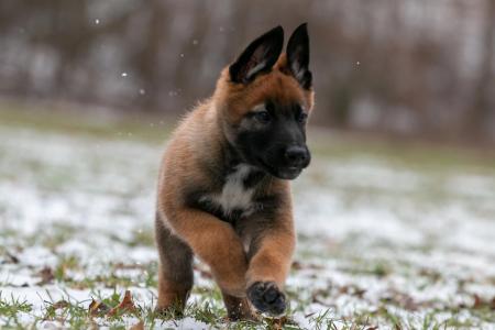 STRYKER 