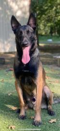 Ares x Havoc Belgian Malinois.