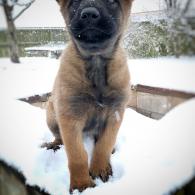 snow pup