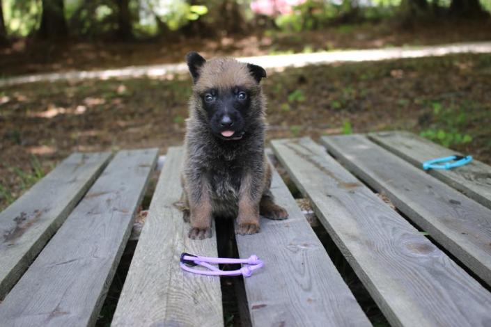 gray belgian malinois puppies for sale